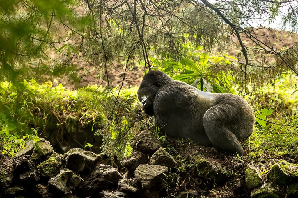 Get a gorilla trekking permit to encounter such a male silverback mountain gorilla