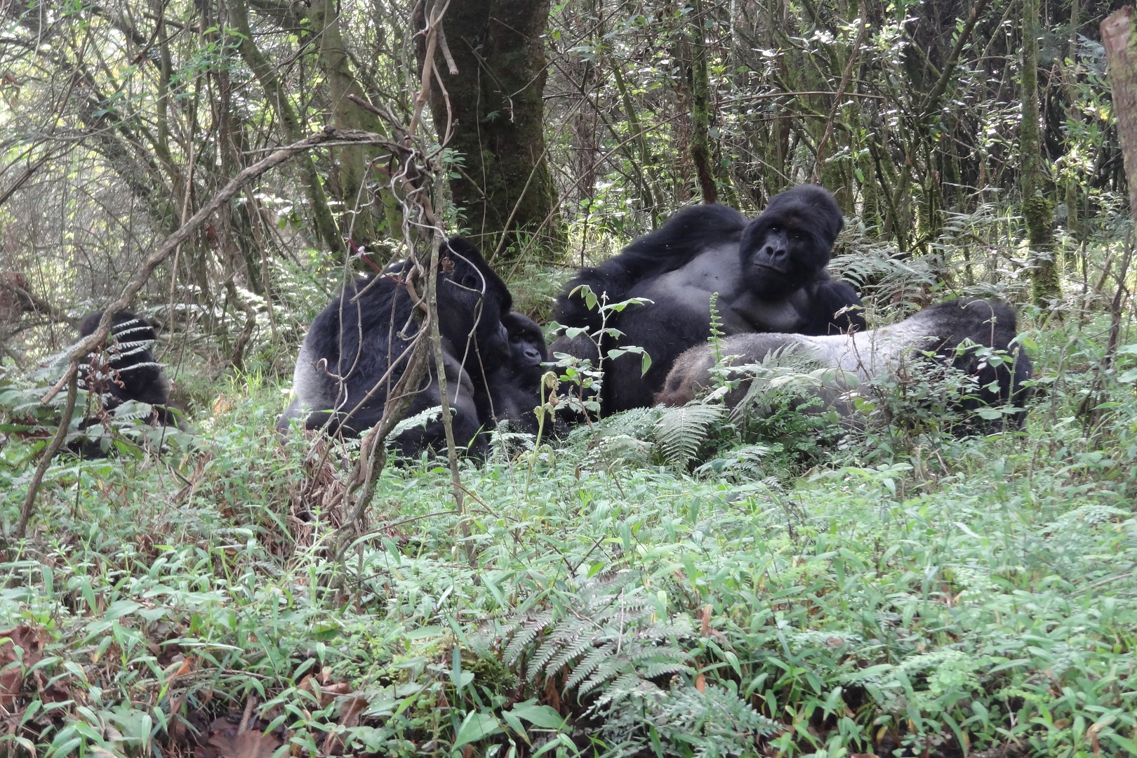 A family of Silverback mountain gorillas