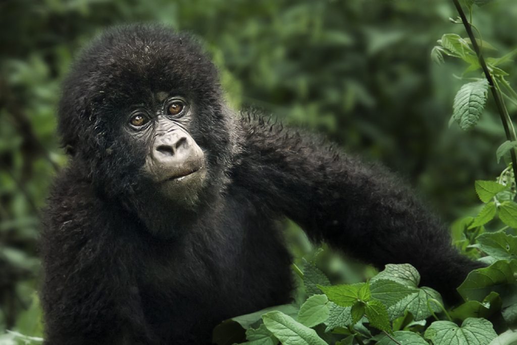 Looking through the eyes of a baby mountain gorilla