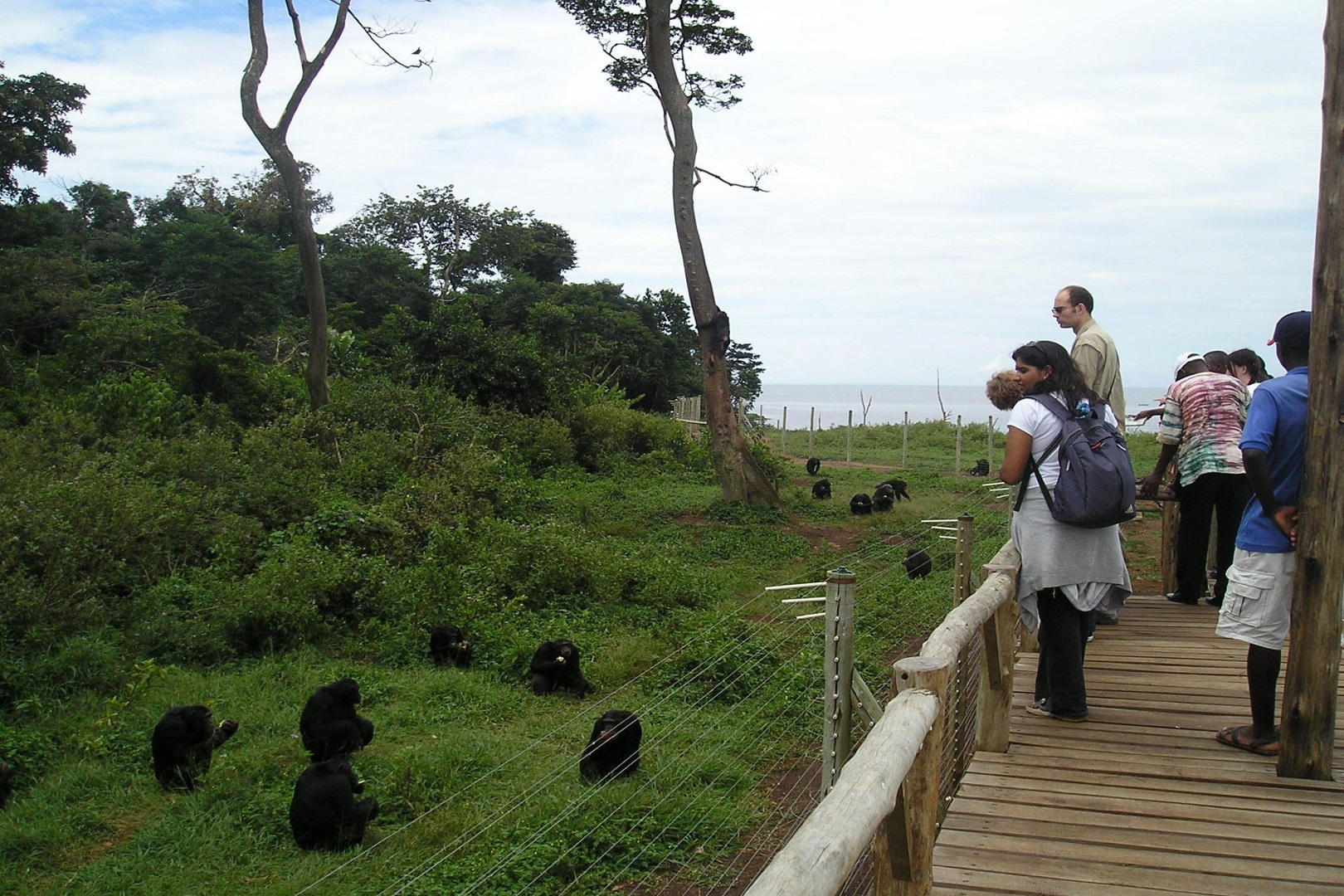 Chimpanzee viewing at Ngamba Island Chimpanzee Sanctuary