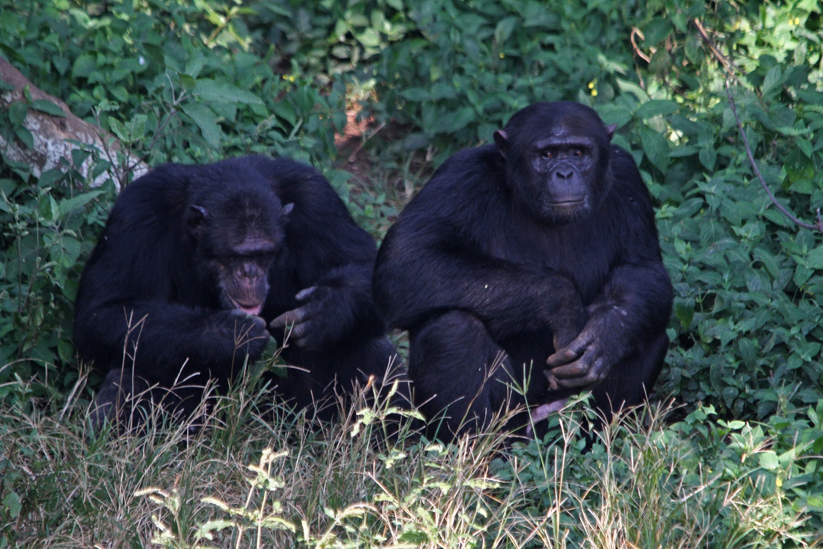 A chimpanzee couple relaxing
