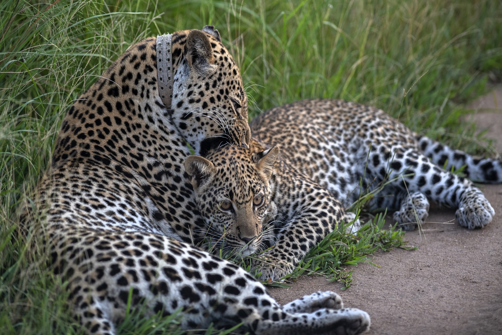 Playful leopards