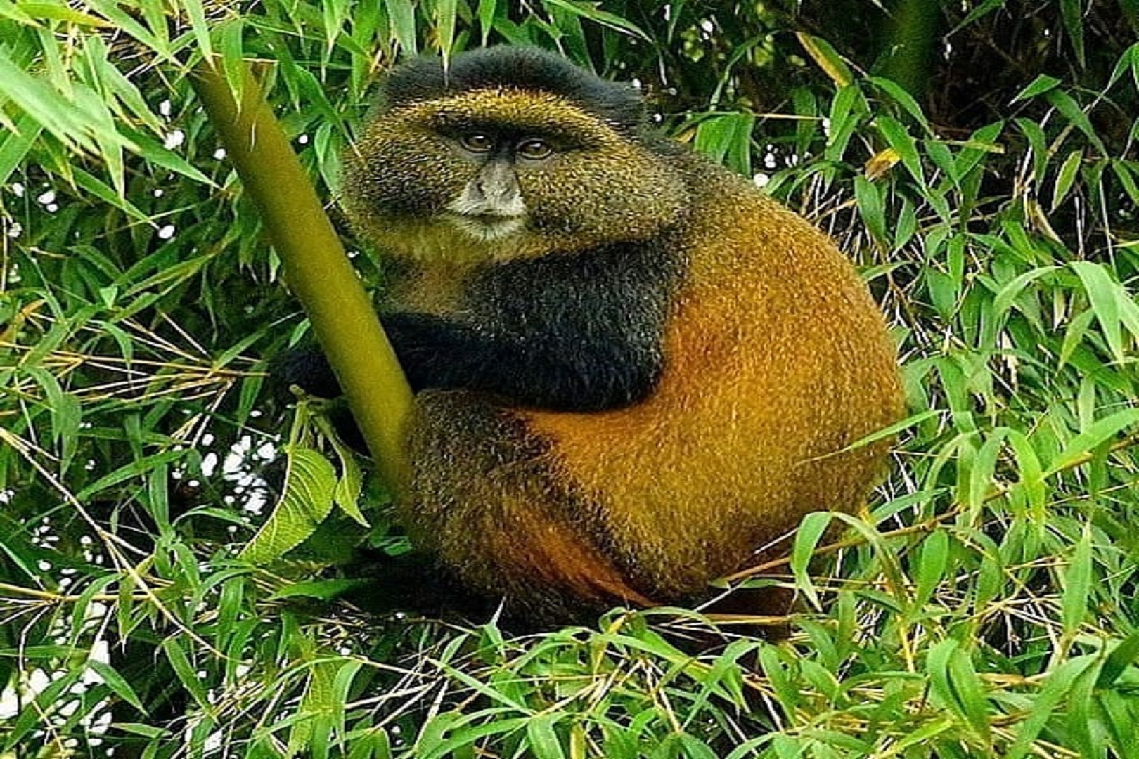 Golden monkey