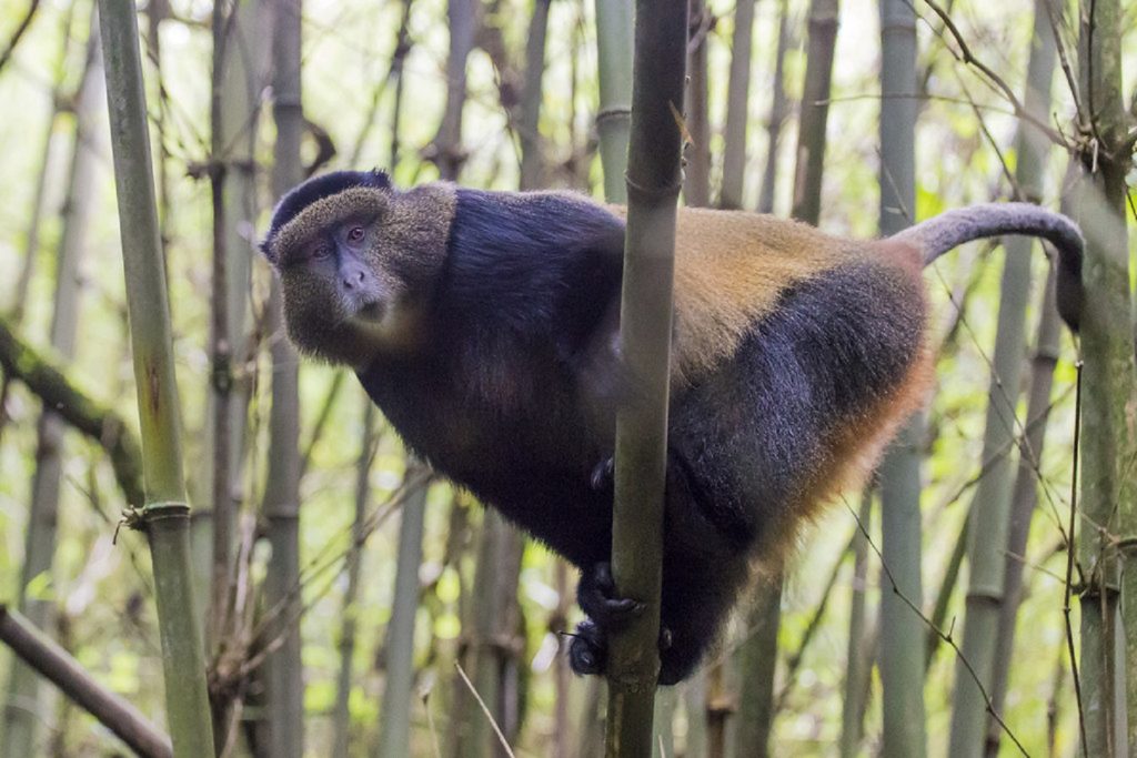 Golden Monkey holding onto a papyrus tree