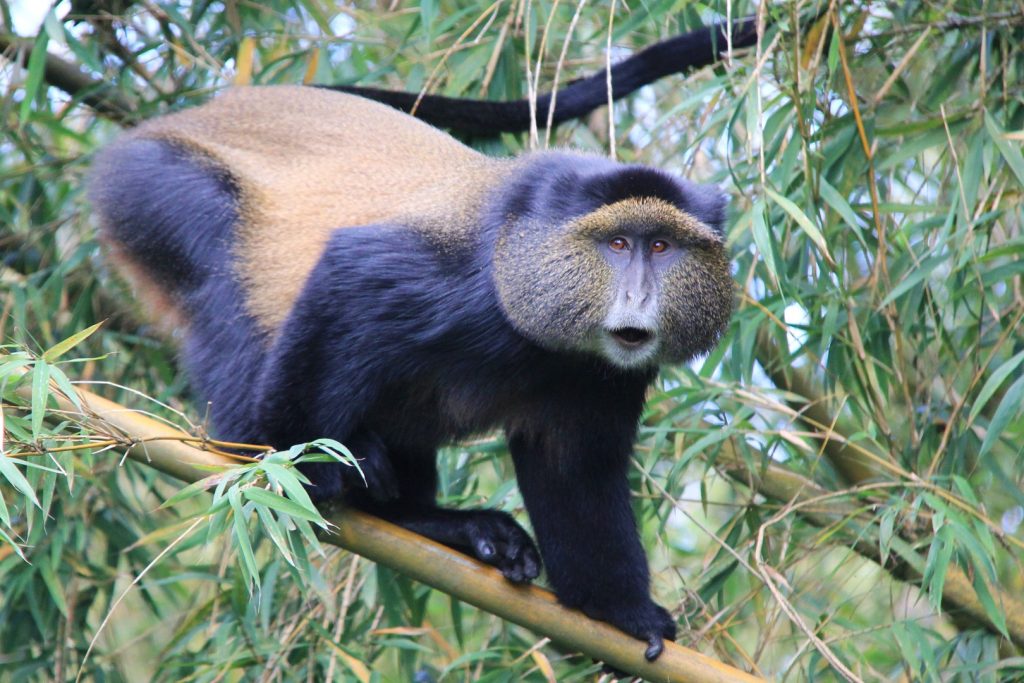 A closer look at a golden monkey in the swamps of Mgahinga Gorilla National Park
