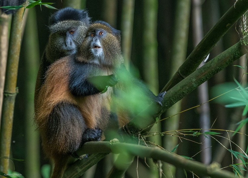 Mother and bay golden monkeys to experience on Mgahinga Gorilla Safari.