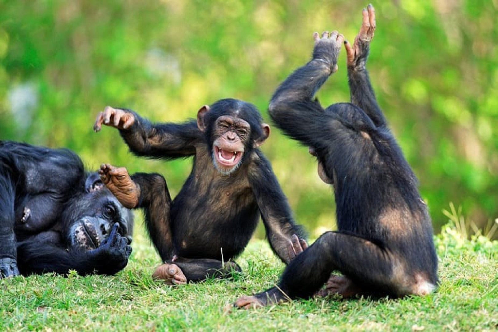 Playful moments for chimpanzees