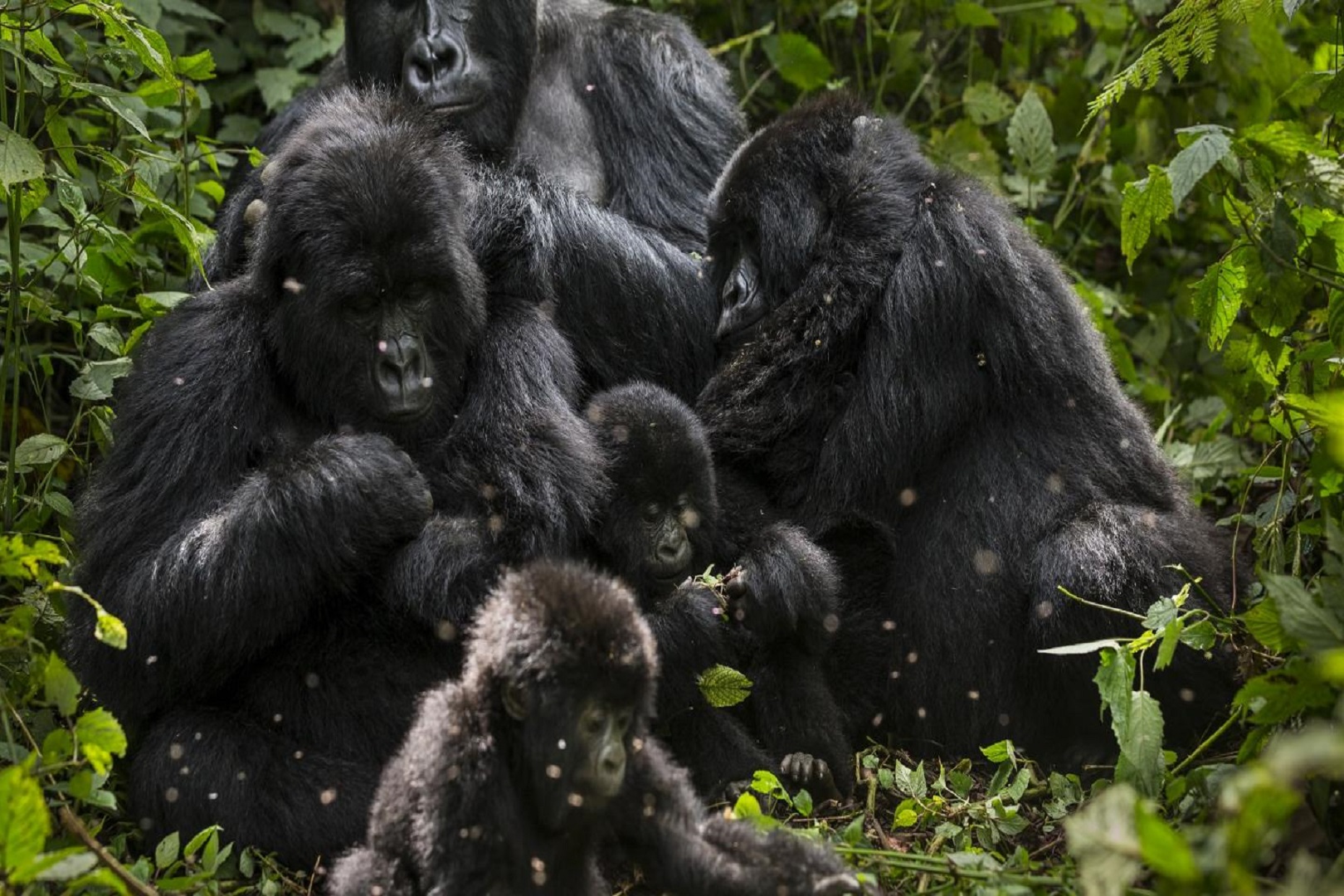A family of Mountain gorillas