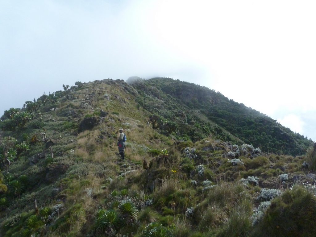 Climbing to the top of Mount Gahinga on Border Trail Mgahinga Safari