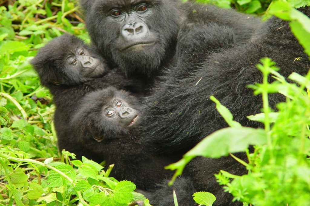Mother of two - Mountain gorillas