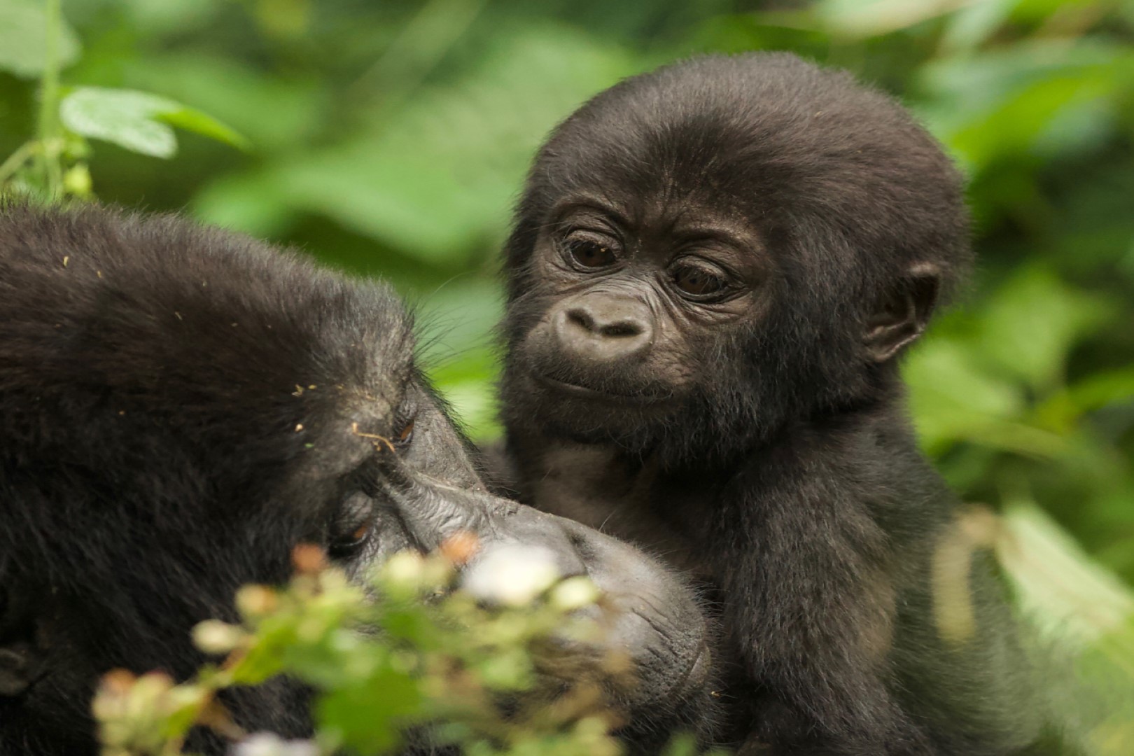 A baby gorilla with its mother