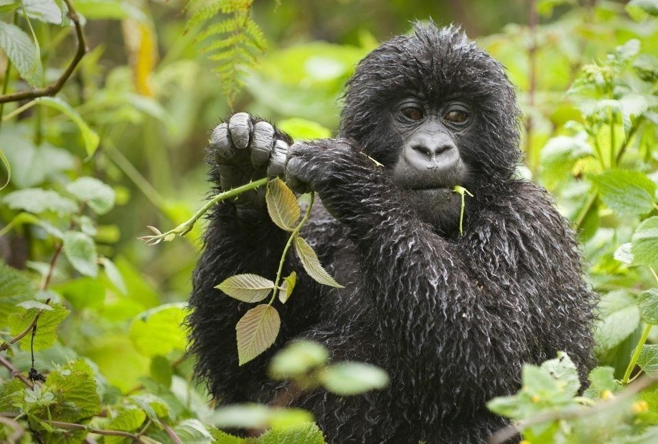 Youthful baby gorilla