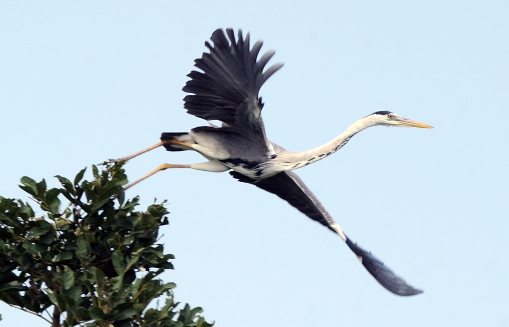 A flying heron