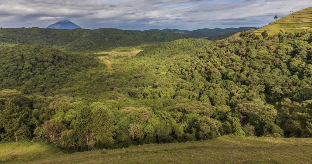 Echuya Forest Reserve. Credit: Gorilla Highlands