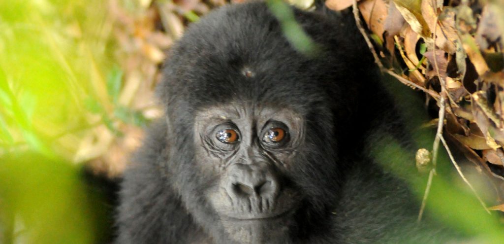 Looking through the eyes of a baby mountain gorilla