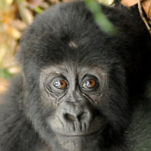 Why You Should Experience A Gorilla Safari To Mgahinga Gorilla National Park