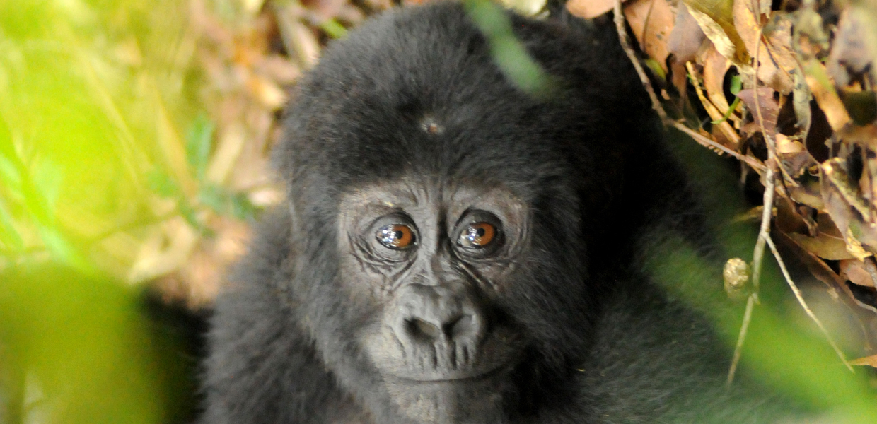 In The Eyes Of A Baby Gorilla