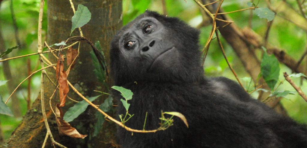 A closer look to an adult female Mountain gorilla