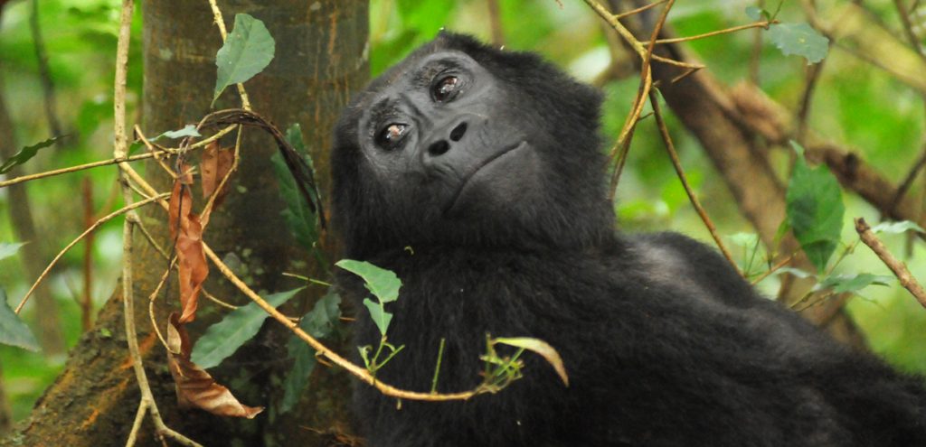 Adult female Moutain gorilla during the best time for gorilla trekking in Mgahinga Gorilla National Park