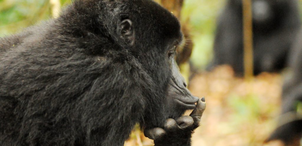 Female mountain gorilla silencing the young ones