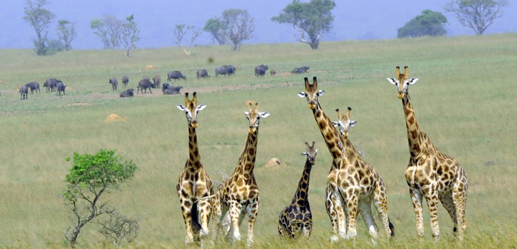 Giraffes of Queen Elizabeth National Park