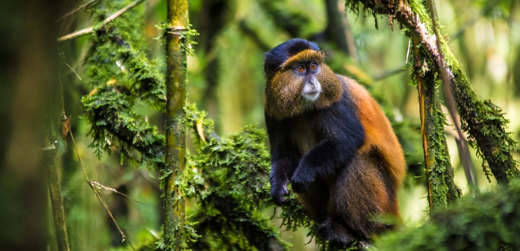 A closer view of a jumpy golden monkey in Mgahinga. Credit: Uganda Wildlife Authority