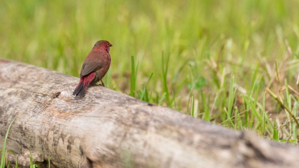 Some of the various bird species to enjoy. Credit: Lake Chahafi Resort