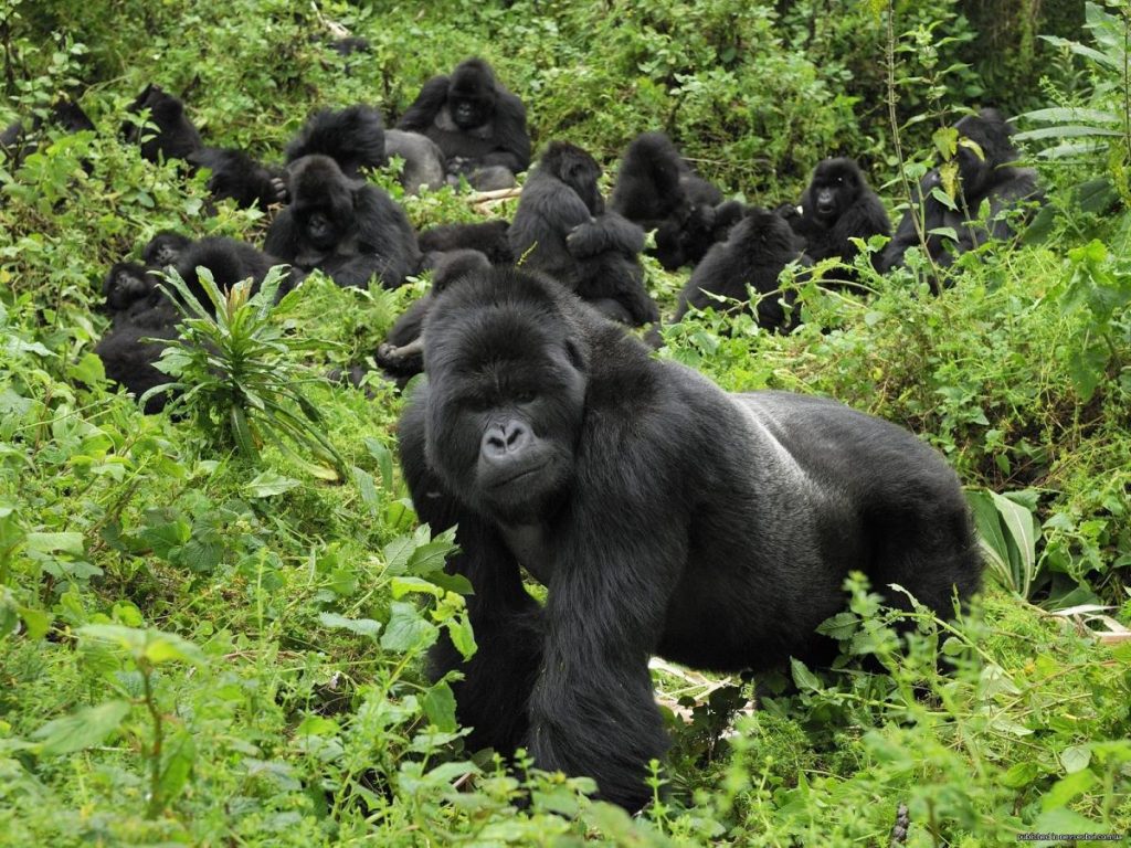 Nyakagezi gorilla family in Mgahinga Gorilla National Park. Photo credit - Uganda Wildlife Authority