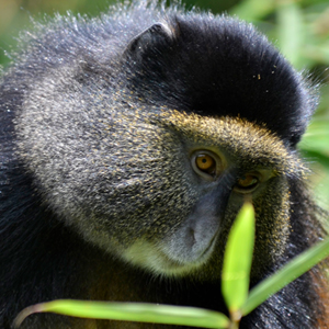 A shy golden monkey