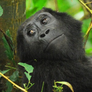 Eyes of a female mountain gorilla