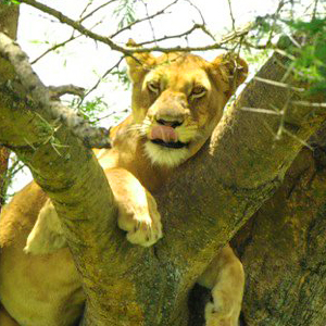 A relaxed tree climbing lion