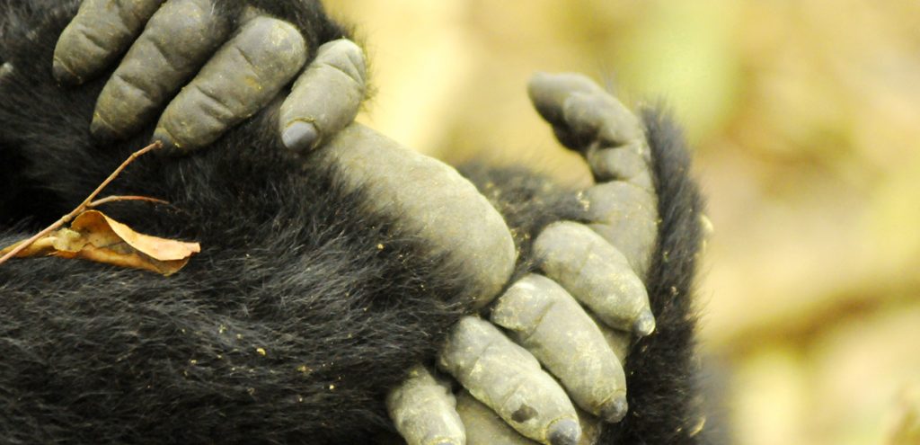 Thumbs of a mountain gorilla, part of Mgahinga wildlife adventure